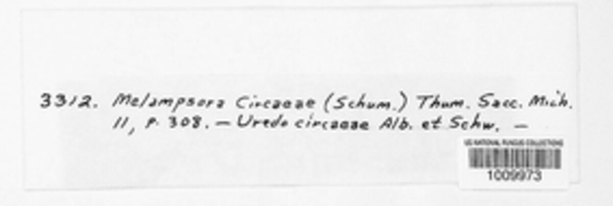 Pucciniastrum circaeae image